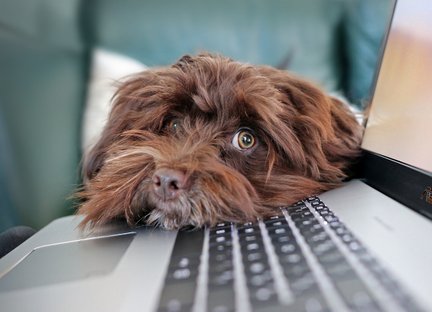 Heilkräuter für Hunde - Online Kurs