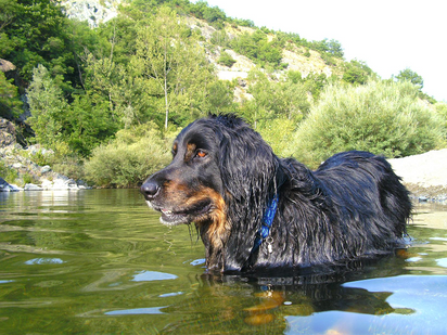 Schwimmen Hund -  Hovawart - Tipps 