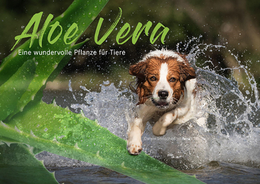 Hundegesundheit mit Aloe Vera