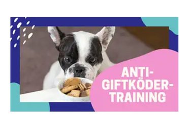 Hundetrainig - Online Anti Gift Köder Training 