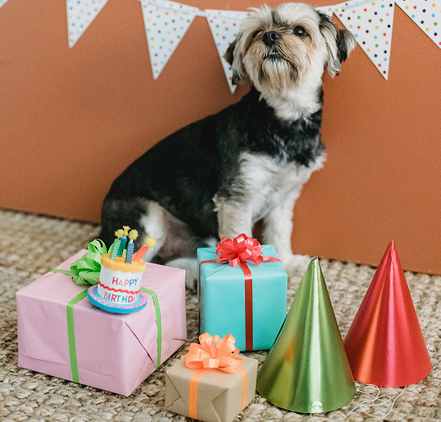 Geschenkideen und Geschenke für Hunde 
