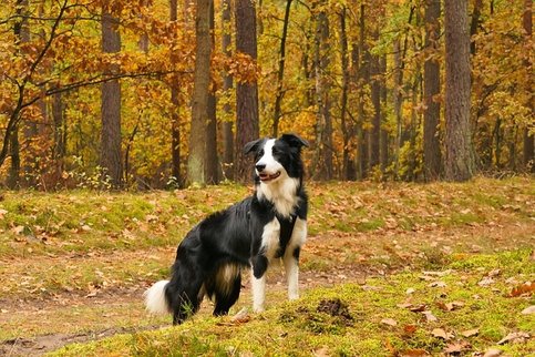 Herbst mit Hund - Sei achtsam bei Waldspaziergang