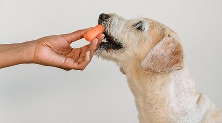 gesunde Hundeernährung 