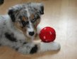 Blog - Tenninsbälle sind kein Hundespielzeug