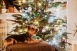 Blog  - Wissenswertes - Weihnachten mit Hund