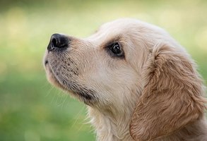 Hundegesundheit - Dog Care - der Gesundheitspass für Hunde