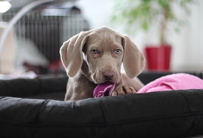 Welpe - welche Hundeversicherung ist wichtig?