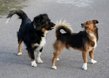 Blog  - Wissenswertes - Hundesprache - Hunde beobachten lernen